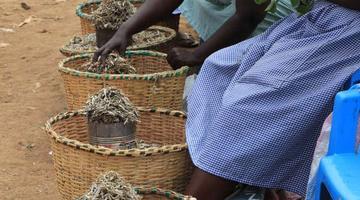 Municipal fresh produce markets, where many informal workers earn their living, have the power to tackle climate change.