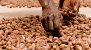 Promotional card afrifoodlinks cut.png