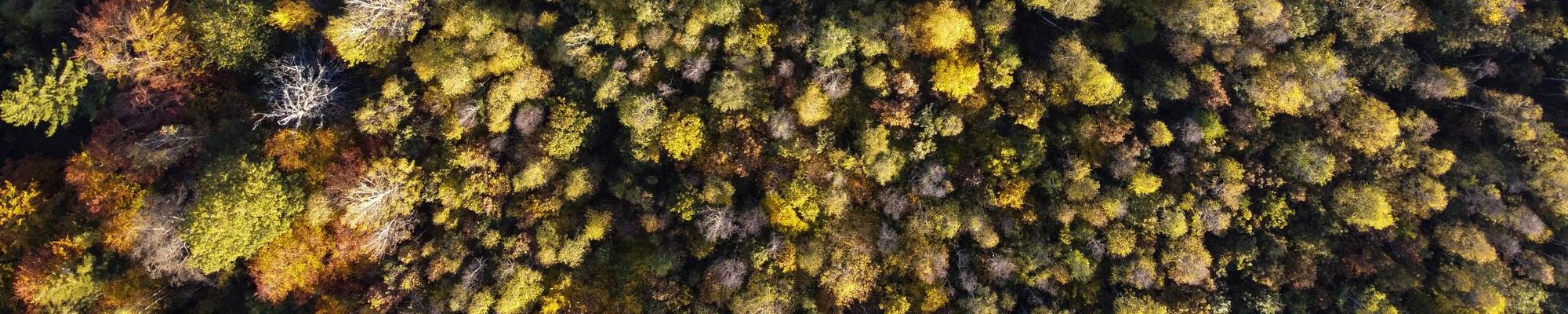 Forest green
