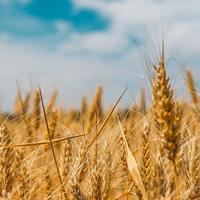 Wheat cropped