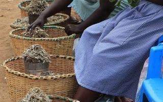 Municipal fresh produce markets, where many informal workers earn their living, have the power to tackle climate change.